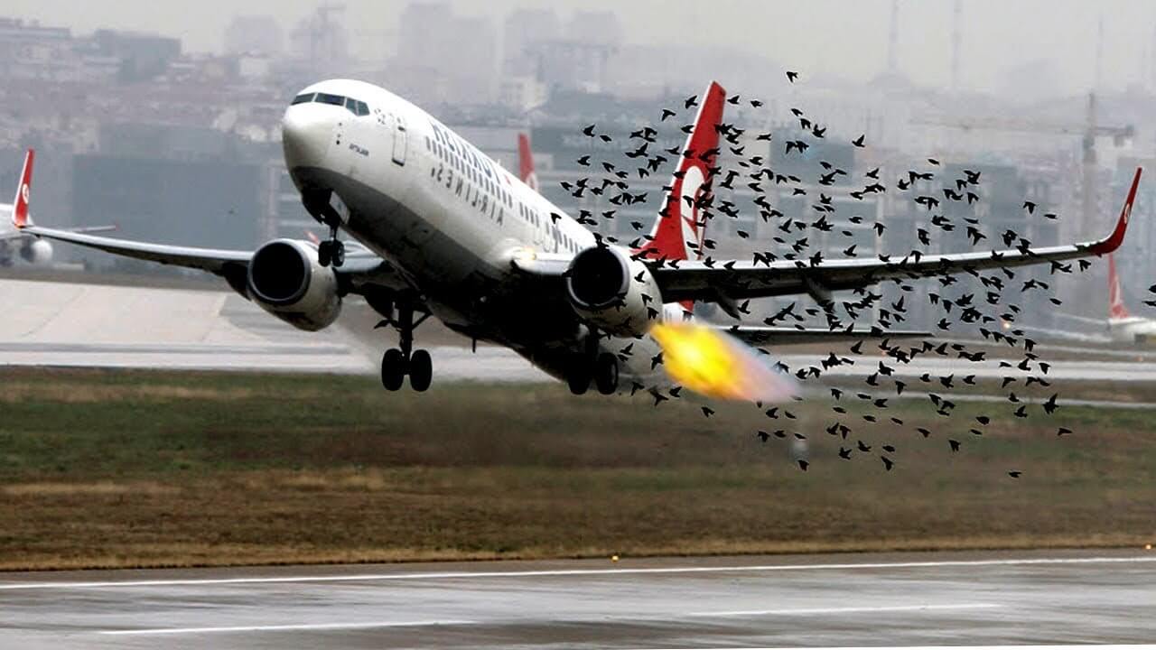 Airplane Taking Off Through a Flock of Birds